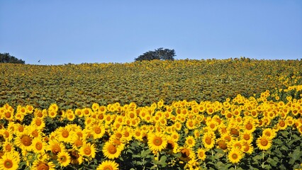 Fototapeta premium Field of sunflowers. Summer time. 