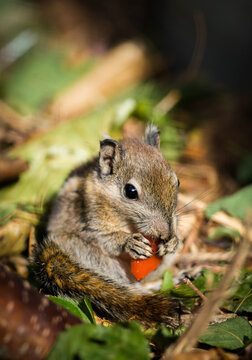 Portrait of a Swinhoe's striped squirrel . Close-up of the animal. Tamiops swinhoei.
