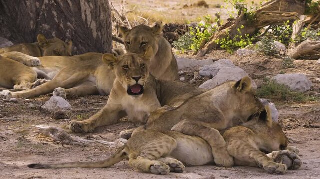 Six lions in the shade ob an old tree Four lions are resting. The other two are cubs playing. One young animal gets up and lies down a few steps away from the pack, followed by the other youngster.