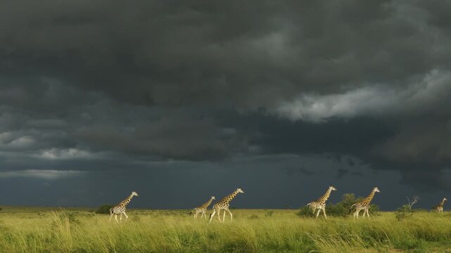 Five giraffes walk single file across a flat, green savannah landscape, bathed in the magical light of the afternoon sun. A sixth giraffe joins them. Dark clouds herald an approaching thunderstorm.