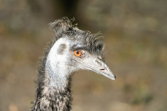 Portrait of an emu. Close-up of a bird. Dromaius.
