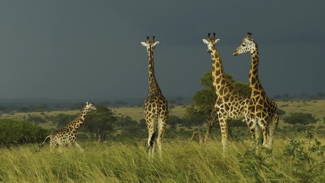 Three giraffes motionless in an open savannah landscape, gazing at the dark clouds gathering on the horizon. A fourth giraffe approaches as the last rays of sunlight make their fur glow.