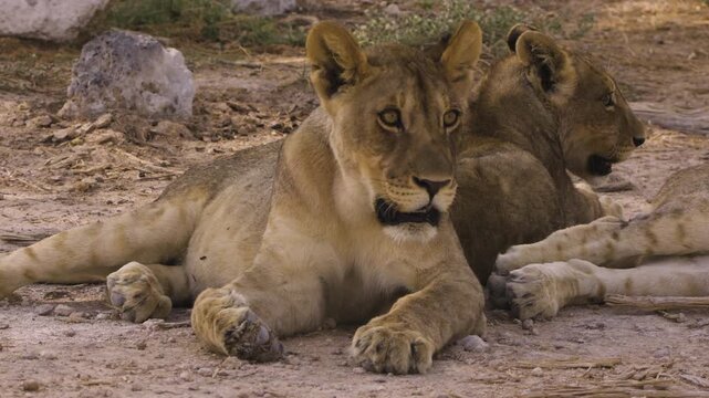 wo young lions sit in the shade of a tree. The two predators are panting, looking in different directions. A third lion lies beside them; only its legs are visible.