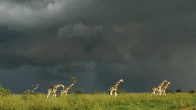 Six giraffes walk single file across a flat, green savannah landscape, bathed in the magical light of the afternoon sun. Dark clouds in the sky herald an approaching thunderstorm.