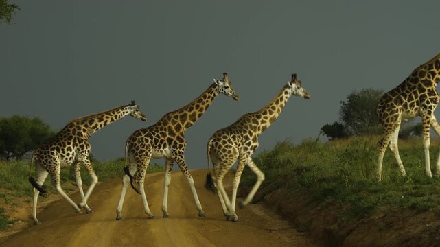 A group of five Rothschild's giraffes crosses a sandy path and climbs one after the other up a slope covered in green grass. Sunlight shines on their fur, but dark clouds hint at an approaching storm.