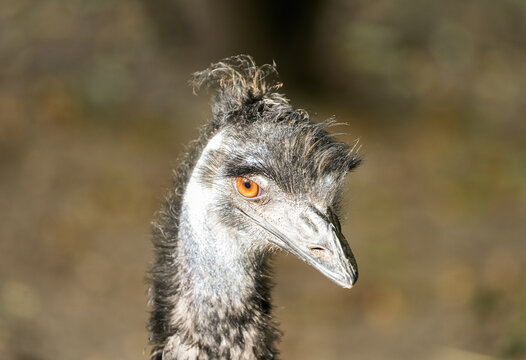 Portrait of an emu. Close-up of a bird. Dromaius.
