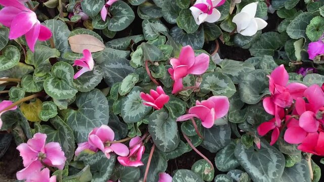 Close up video of pink and white cyclamen flowers with green leaves forming vibrant floral garden texture