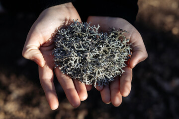 Reindeer Lichen (Cladonia rangiferina) texture © erika8213