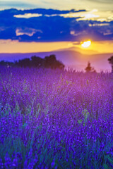 Fototapeta premium Lavender field at sunset light