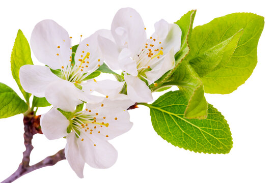 Bl&uuml;ten von einem Pflaumenbaum isoliert als Freisteller &uuml;ber transparentem Hintergrund