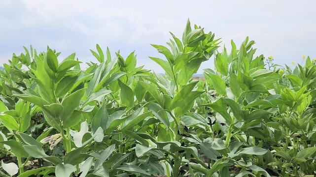 Fava bean (Vicia faba) in a fiield in spring, showing both flowers and developing pods