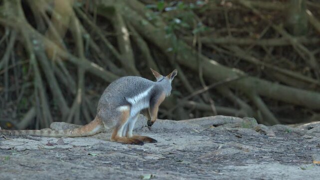 A Swamp Wallaby Standing Still in a Natural Australian Habitat