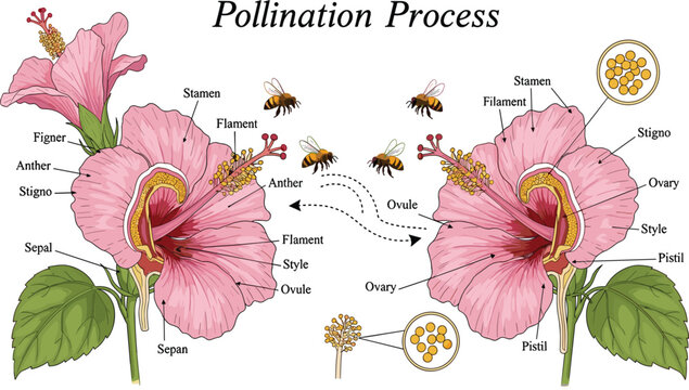 Flower Pollination Process Diagram Showing Bee Pollination and Hibiscus Flower Reproductive Parts Including Stamen Pistil Ovary Anther and Ovule Biology Illustration