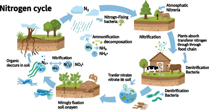 Nitrogen Cycle Process Diagram Showing Nitrogen Fixation Nitrification Ammonification and Denitrification in Ecosystem Soil Plants Animals and Bacteria Vector Illustration