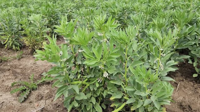 Fava bean (Vicia faba) in a fiield in spring, showing both flowers and developing pods