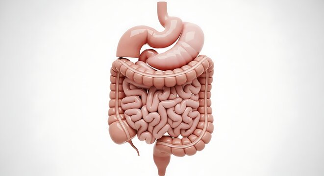 Detailed anatomical illustration of the human digestive system, showcasing organs and their functions.