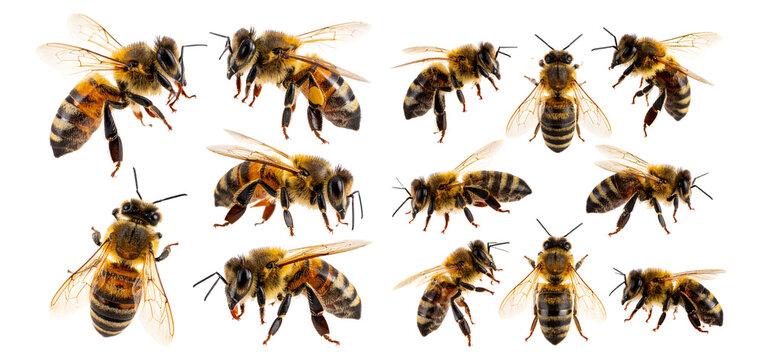 Close-Up Images of Honey Bees Isolated on White Background