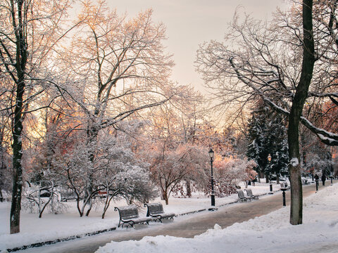 Snowy park pathway | Khreshchatyi Yar park