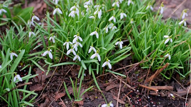 White Snowdrop Flowers Galanthus Nivalis Swaying in Wind in Early Spring Garden Close Up