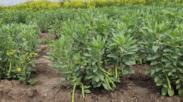 Fava bean (Vicia faba) in a fiield in spring, showing both flowers and developing pods
