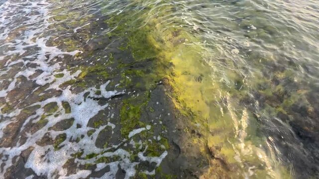 Morze czerwone, Egipt ت غالب, 