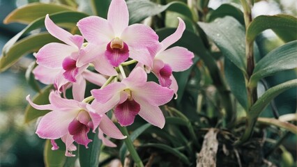 Obraz premium Pink orchid flowers blooming with green foliage in a natural setting