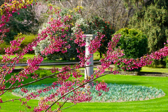 Verbania am Lago Maggiore - Villa Taranto - Botanischer Garten - Piemont - Bl&uuml;hender Strauch