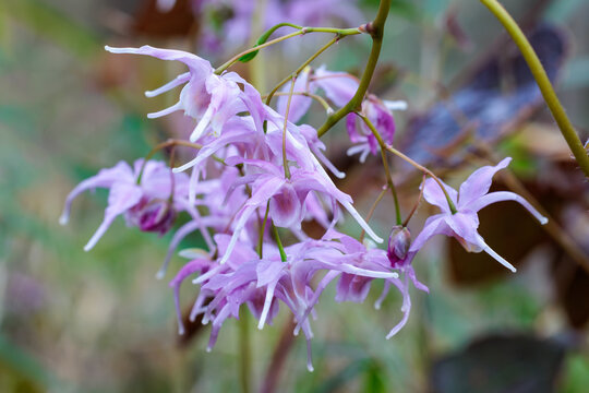Close-up of a beautiful pink barrenwort flower blooming quietly in the forest.