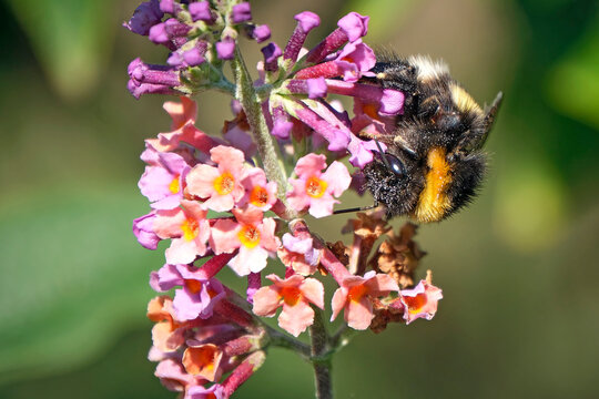 Dunkle Erdhummel ( Bombus terrestris ).