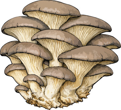 Pleurotus ostreatus illustration art