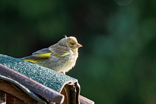 Gr&uuml;nfink ( Chloris chloris, Syn.: Carduelis chloris ).
