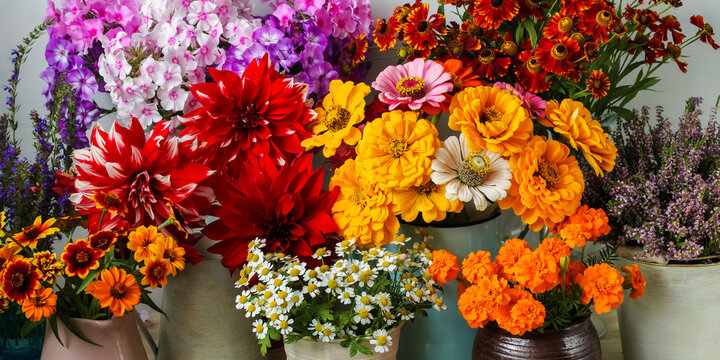 Vibrant blooming garden flowers displaying colorful dahlia, zinnia, phlox, marigold, and chamomile