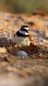 A small, adorable killdeer chick, newly hatched or still very young, stands protectively beside its single speckled egg in a simple, natural nest depression on the dry, textured ground. This tender mo