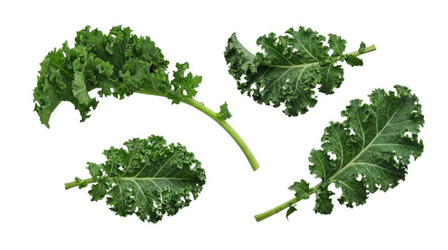 Fresh, vibrant green curly kale leaves, meticulously arranged and isolated on a transparent background.