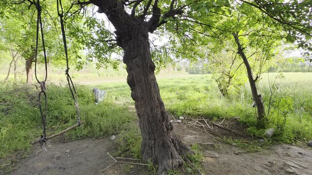 Beautiful village in Punjab, Pakistan.   