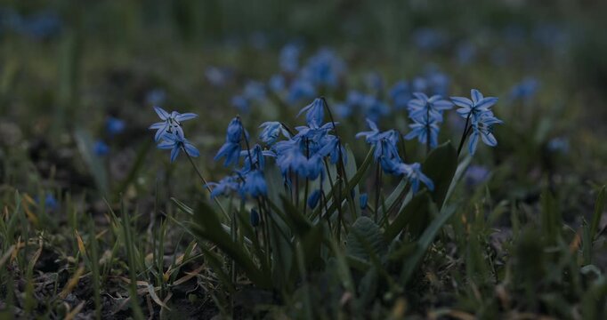 Low angle handheld shot of blue Siberian squill flowers in early spring