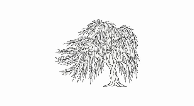 Stylized drawing of a weeping willow tree with flowing branches