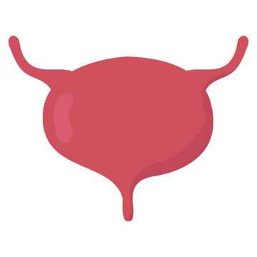 Human Bladder Organ Illustration