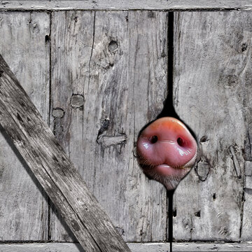 Schwein steckt die Schnautze durch eine Bretterwand