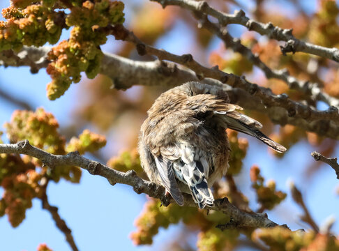 Female linnet preening its feathers on a tree branch in bright sunlight, captured in different natural poses.