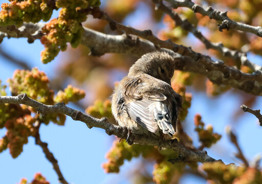 Female linnet preening its feathers on a tree branch in bright sunlight, captured in different natural poses.