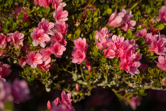 Bourdon en vol butinant une fleur d&rsquo;azal&eacute;e rose en gros plan