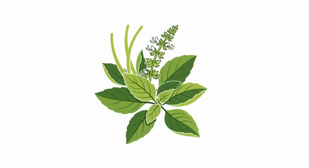 Obraz premium A stylized illustration of green basil leaves and flower spikes against white