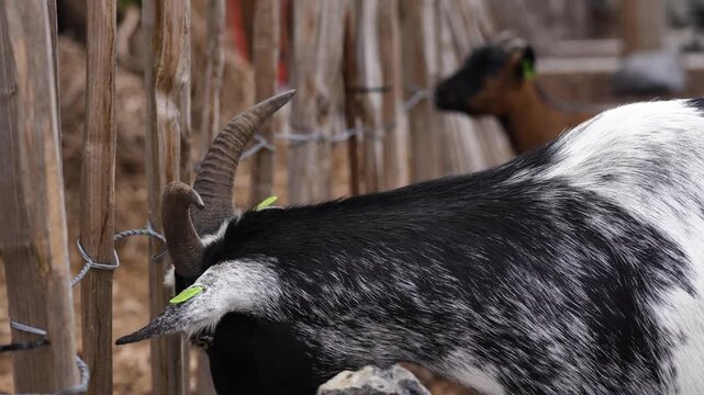 Close-up of a curious goat in a contact zoo.