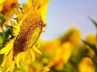 Honey bee collecting pollen at yellow flower. © anetlanda