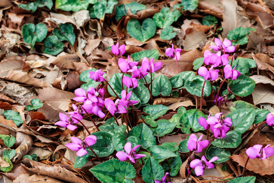 The original cyclamen flower that blooms in the forest.