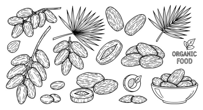 Detailed date fruit outline icon set with palm branch, dried dates, and natural food illustrations