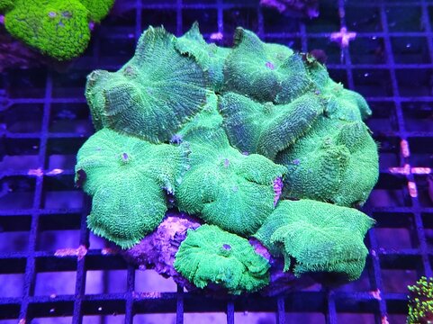 Discosoma, Macro of vibrant fluorescent marine coral specimen with glowing colors in a saltwater reef aquarium