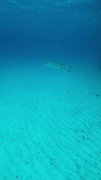 Vertical footage, Alone Great Barracuda swims in the blue depths moving away from the coral reef, Slow motion of Great Barracuda or Barra, Sphyraena barracuda