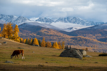 Obraz premium A cow grazes peacefully on open meadow surrounded by autumn foliage and distant snowy mountains, evoking serenity and natural beauty.